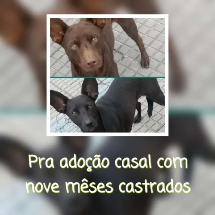 Cachorro ra a srd idade 7 a 11 meses nome Caramelo e Pretinha 