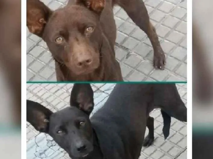 Cachorro ra a srd idade 7 a 11 meses nome Caramelo e Pretinha 