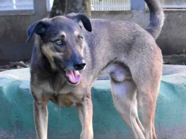 Cachorro ra a srd idade 6 ou mais anos nome Chanty