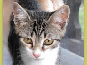 Gato raça srd idade 2 a 6 meses nome Otto