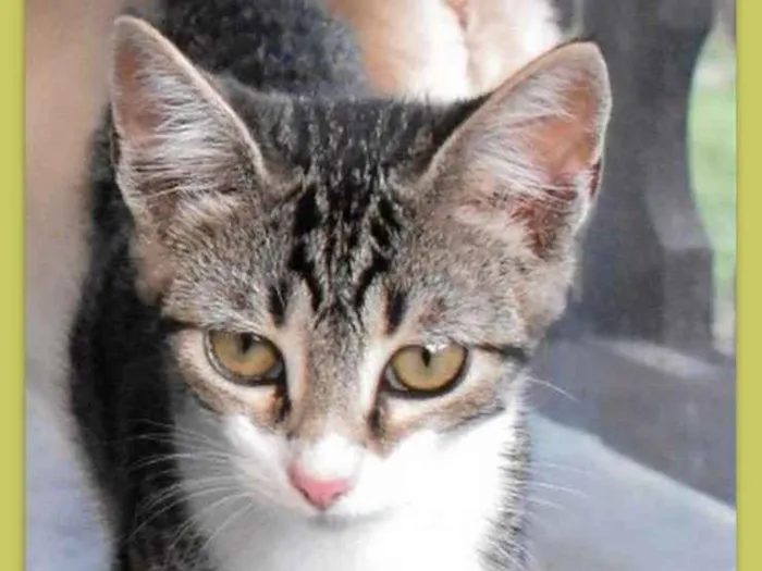 Gato ra a srd idade 2 a 6 meses nome Otto