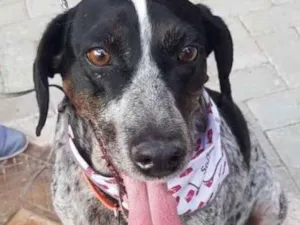 Cachorro raça srd idade 5 anos nome Óreo