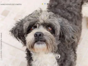 Cachorro raça lhasa idade 6 ou mais anos nome Mike