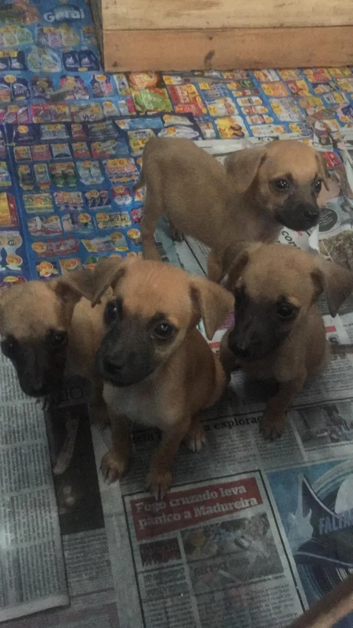 Cachorro ra a vira-lata idade 2 a 6 meses nome sem nome 