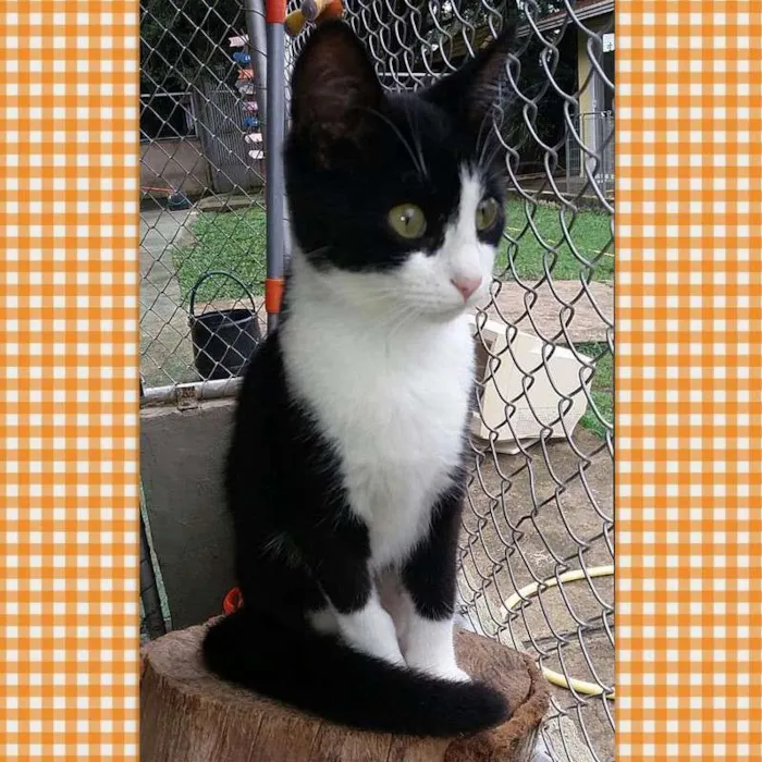 Gato ra a srd idade 2 a 6 meses nome Mia