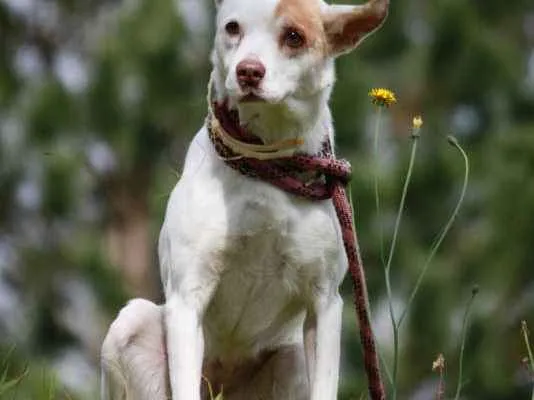 Cachorro ra a SRD idade 6 ou mais anos nome DEKA