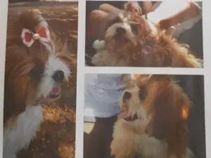 Cachorro raça Shihtzu  idade 7 a 11 meses nome Saori