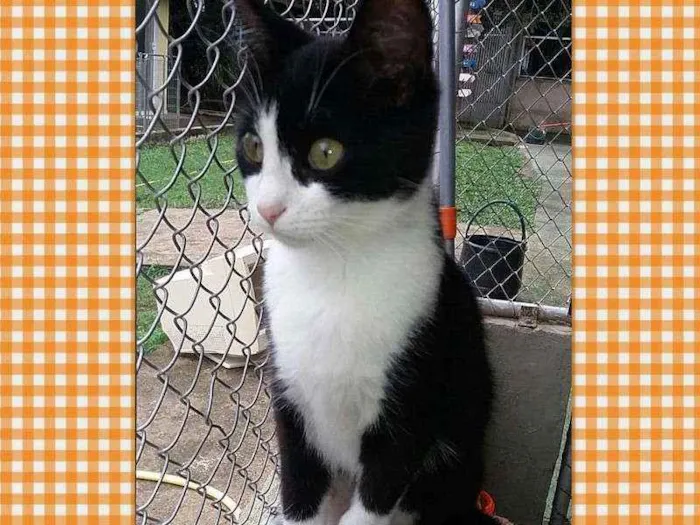 Gato ra a srd idade 2 a 6 meses nome Mia