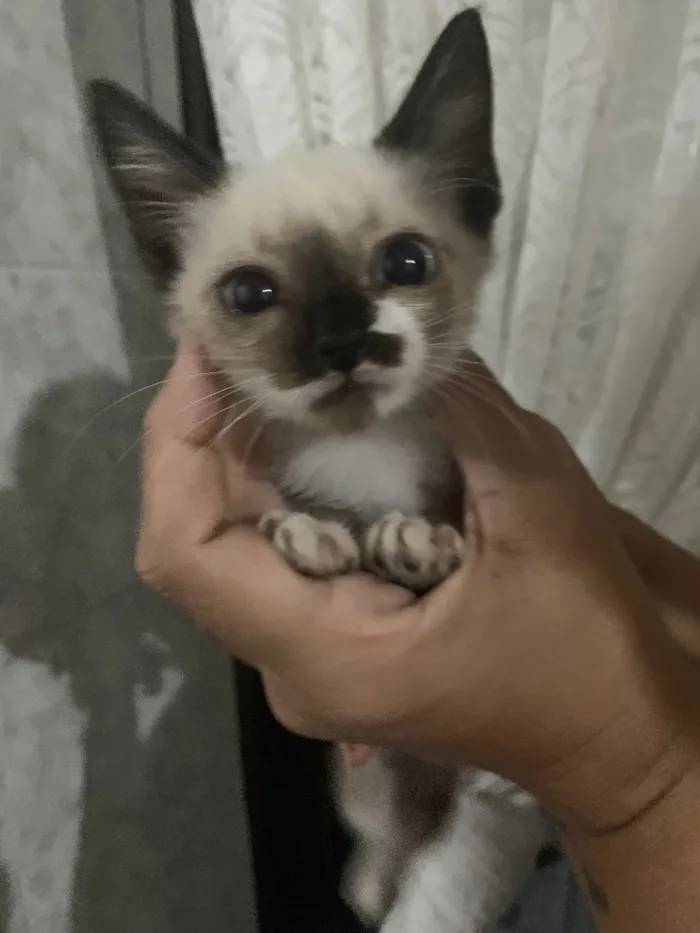 Gato ra a Sem raça idade 2 a 6 meses nome Sem nome