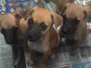Cachorro raça vira-lata idade 2 a 6 meses nome sem nome 