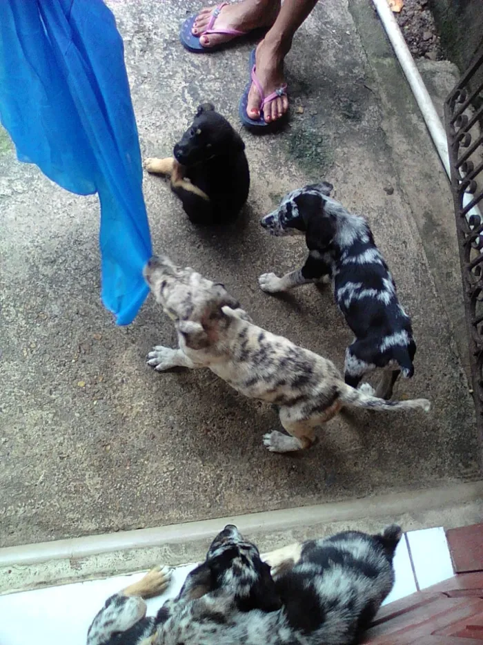 Cachorro raça  idade 2 a 6 meses nome Sem nome
