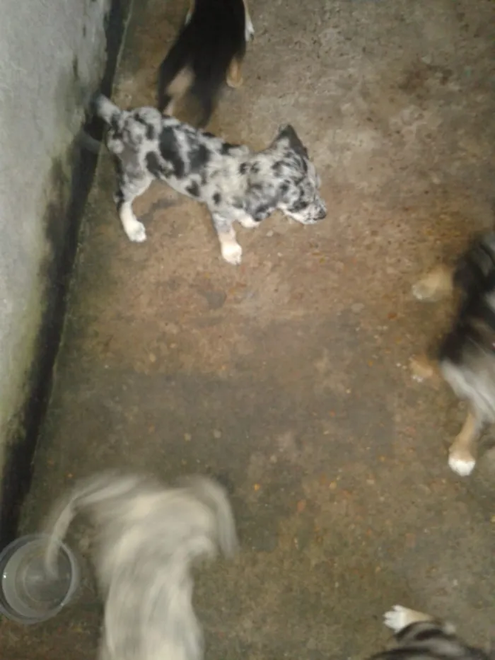 Cachorro raça  idade 2 a 6 meses nome Sem nome