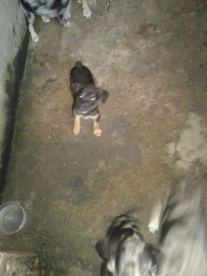 Cachorro raça  idade 2 a 6 meses nome Sem nome