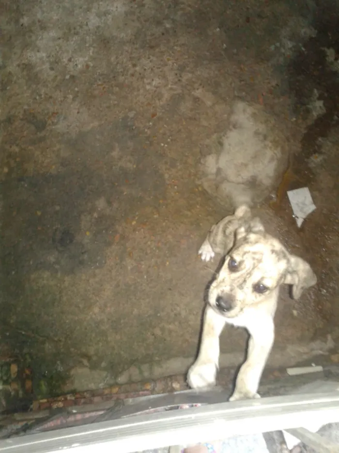 Cachorro raça  idade 2 a 6 meses nome Sem nome