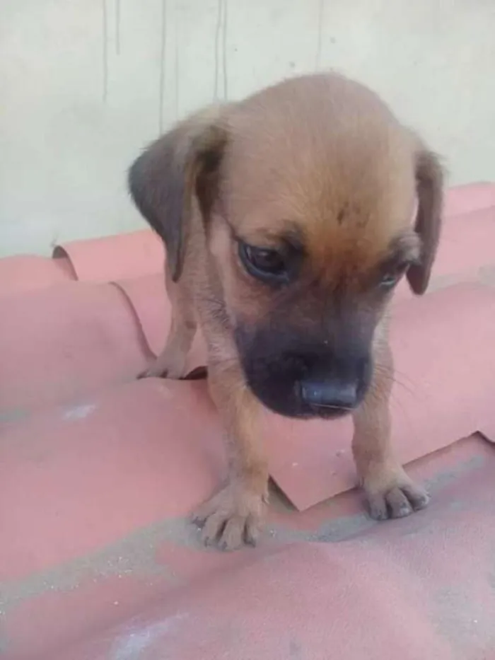 Cachorro ra a indefinida  idade Abaixo de 2 meses nome zizi