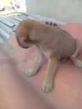 zizi
