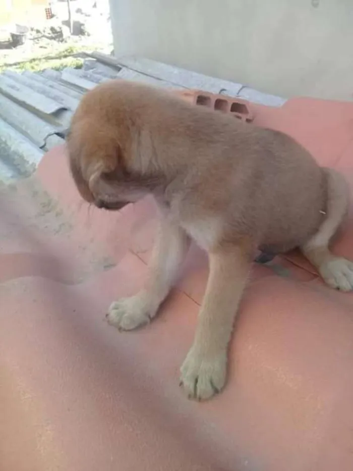 Cachorro ra a indefinida  idade Abaixo de 2 meses nome zizi