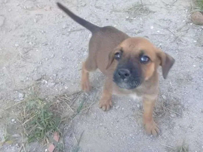 Cachorro ra a indefinida  idade Abaixo de 2 meses nome zizi