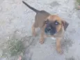zizi