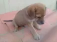 zizi