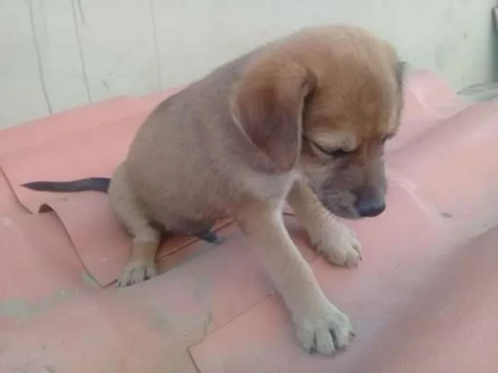 Cachorro ra a indefinida  idade Abaixo de 2 meses nome zizi