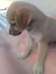zizi