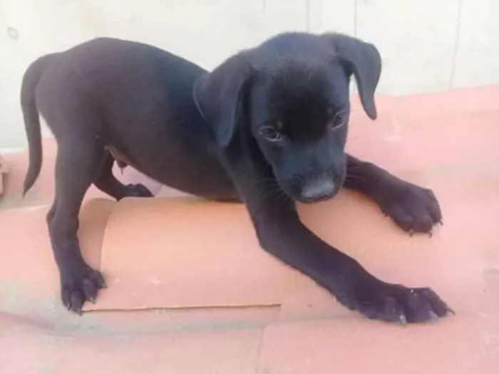 Cachorro ra a indefinida  idade Abaixo de 2 meses nome zizi