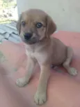 zizi