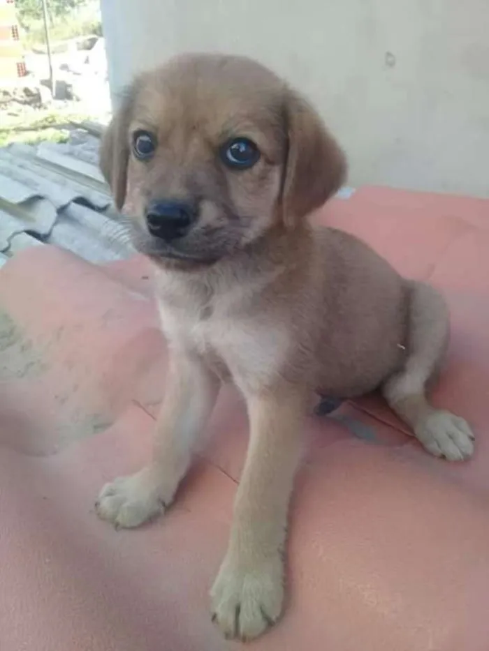 Cachorro ra a indefinida  idade Abaixo de 2 meses nome zizi