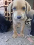 zizi