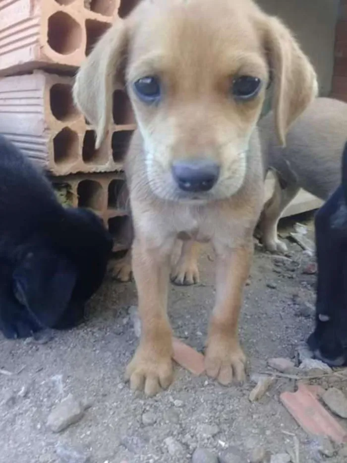 Cachorro ra a indefinida  idade Abaixo de 2 meses nome zizi
