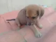 zizi