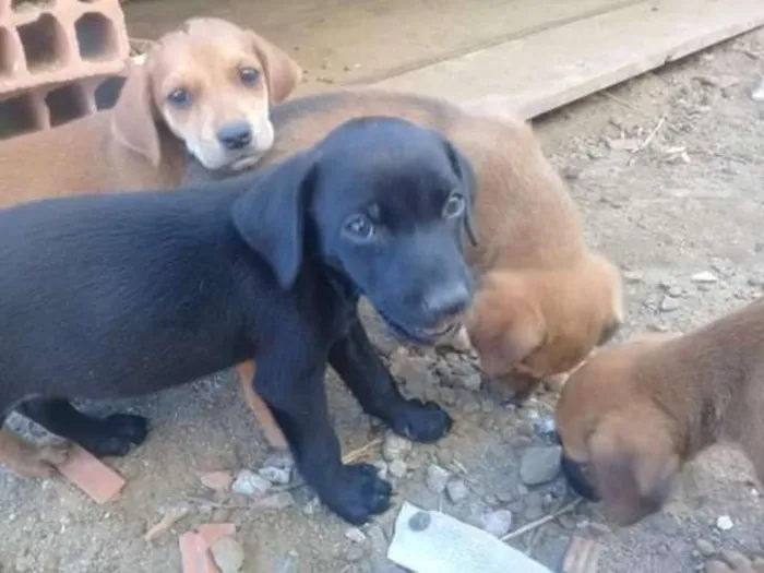 Cachorro ra a indefinida  idade Abaixo de 2 meses nome zizi