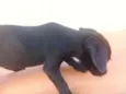 zizi