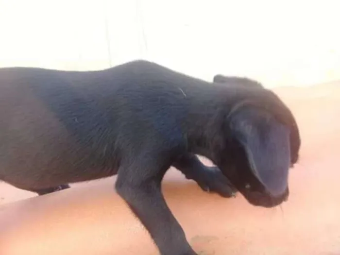 Cachorro ra a indefinida  idade Abaixo de 2 meses nome zizi