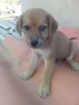 zizi