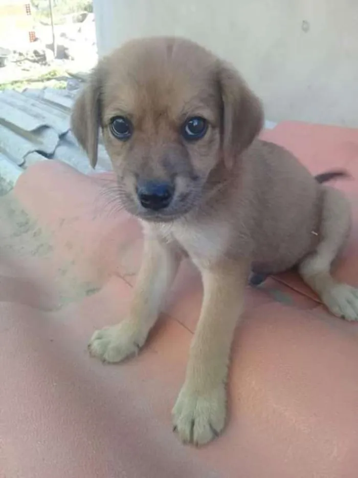 Cachorro ra a indefinida  idade Abaixo de 2 meses nome zizi