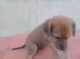zizi