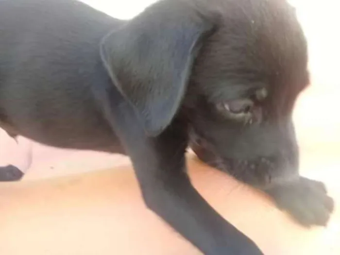 Cachorro ra a indefinida  idade Abaixo de 2 meses nome zizi