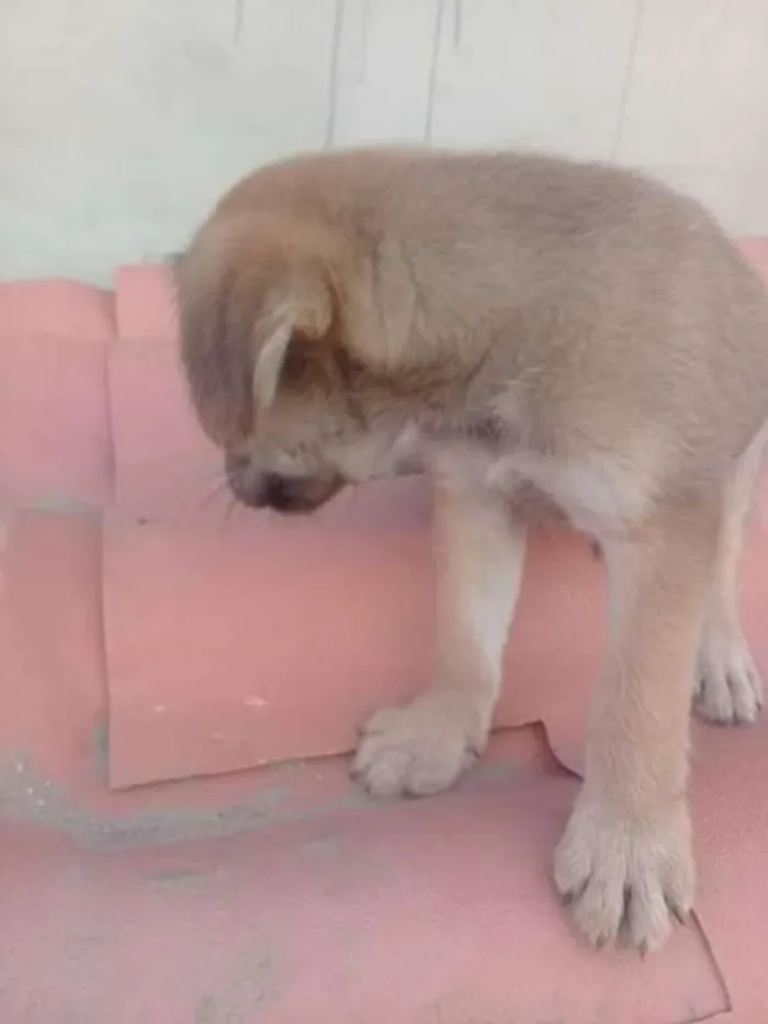 Cachorro ra a indefinida  idade Abaixo de 2 meses nome zizi