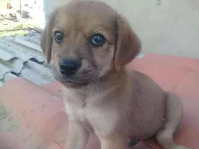 Cachorro ra a indefinida  idade Abaixo de 2 meses nome zizi
