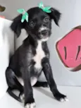 LUZIA