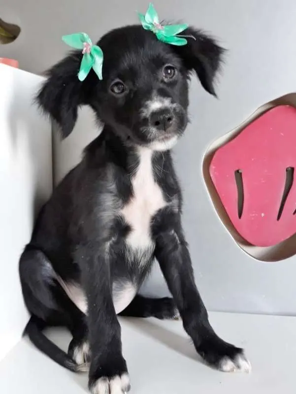 Cachorro ra a SRD idade 2 a 6 meses nome LUZIA
