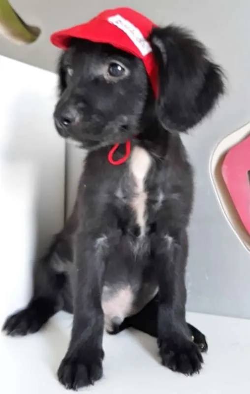 Cachorro ra a SRD idade 2 a 6 meses nome LÚCIO