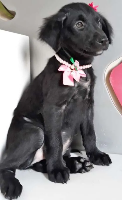 Cachorro ra a SRD idade 2 a 6 meses nome LUCINDA