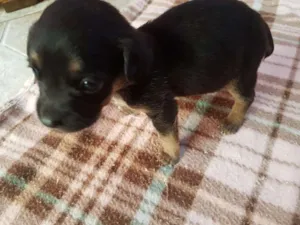 Cachorro raça srd idade 2 a 6 meses nome tika 