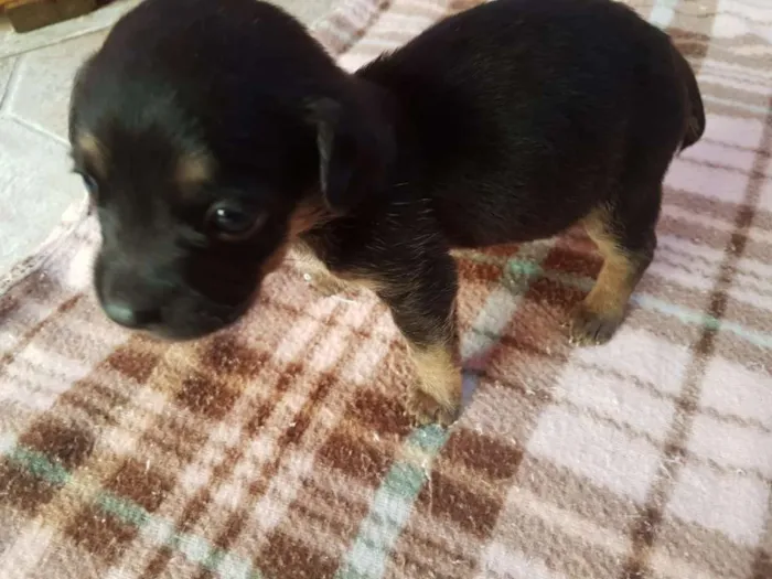 Cachorro ra a srd idade 2 a 6 meses nome tika 