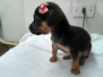 tika 