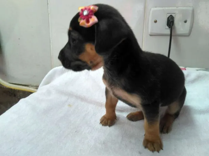 Cachorro ra a srd idade Abaixo de 2 meses nome tika 