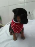 tika 